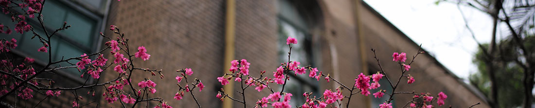 Flores de primavera en una escuela Flores de primavera en una escuela